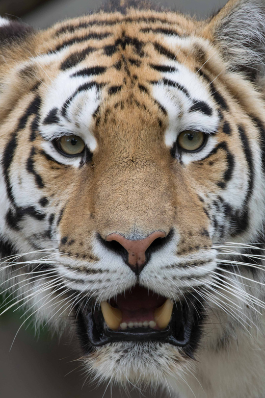 Copenhagen: Copenhagen Zoo Entry Ticket - Key highlights worth planning around