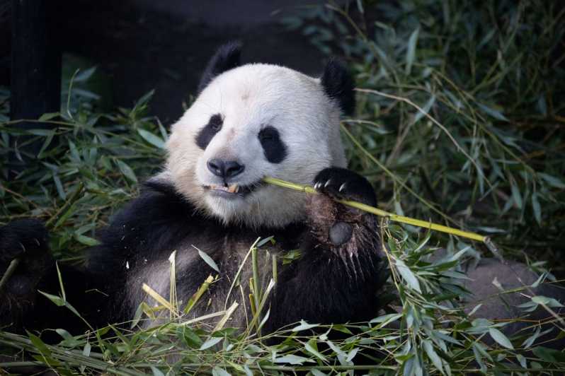 Copenhagen: Copenhagen Zoo Entry Ticket - Panda House: the must-see that turns curiosity into learning