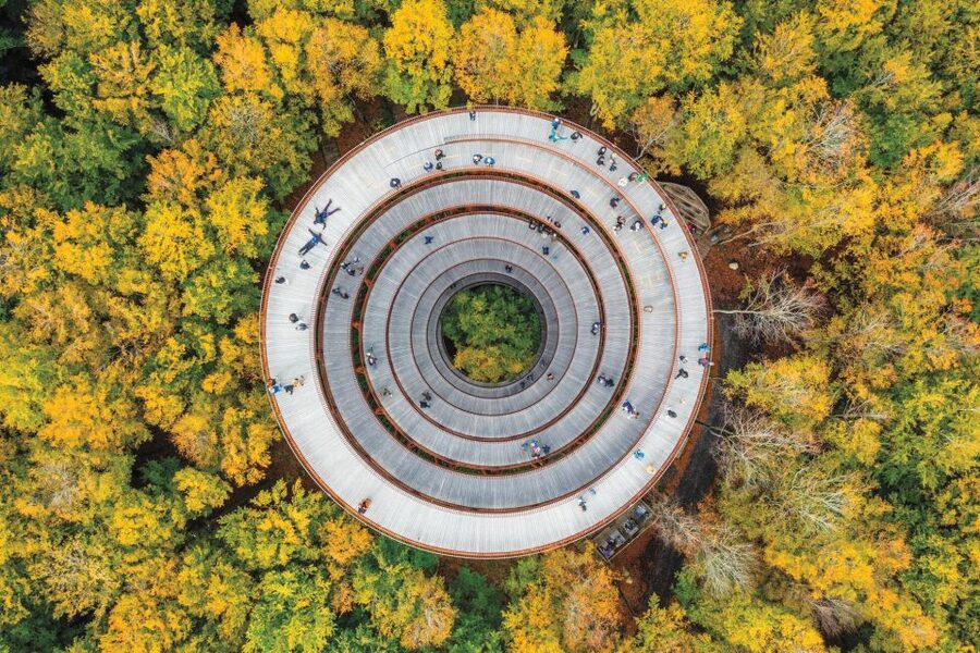 From Copenhagen: Round-Trip to Møns Klint and Forest Tower - Meet Point and Minibus Comfort From Copenhagen Central